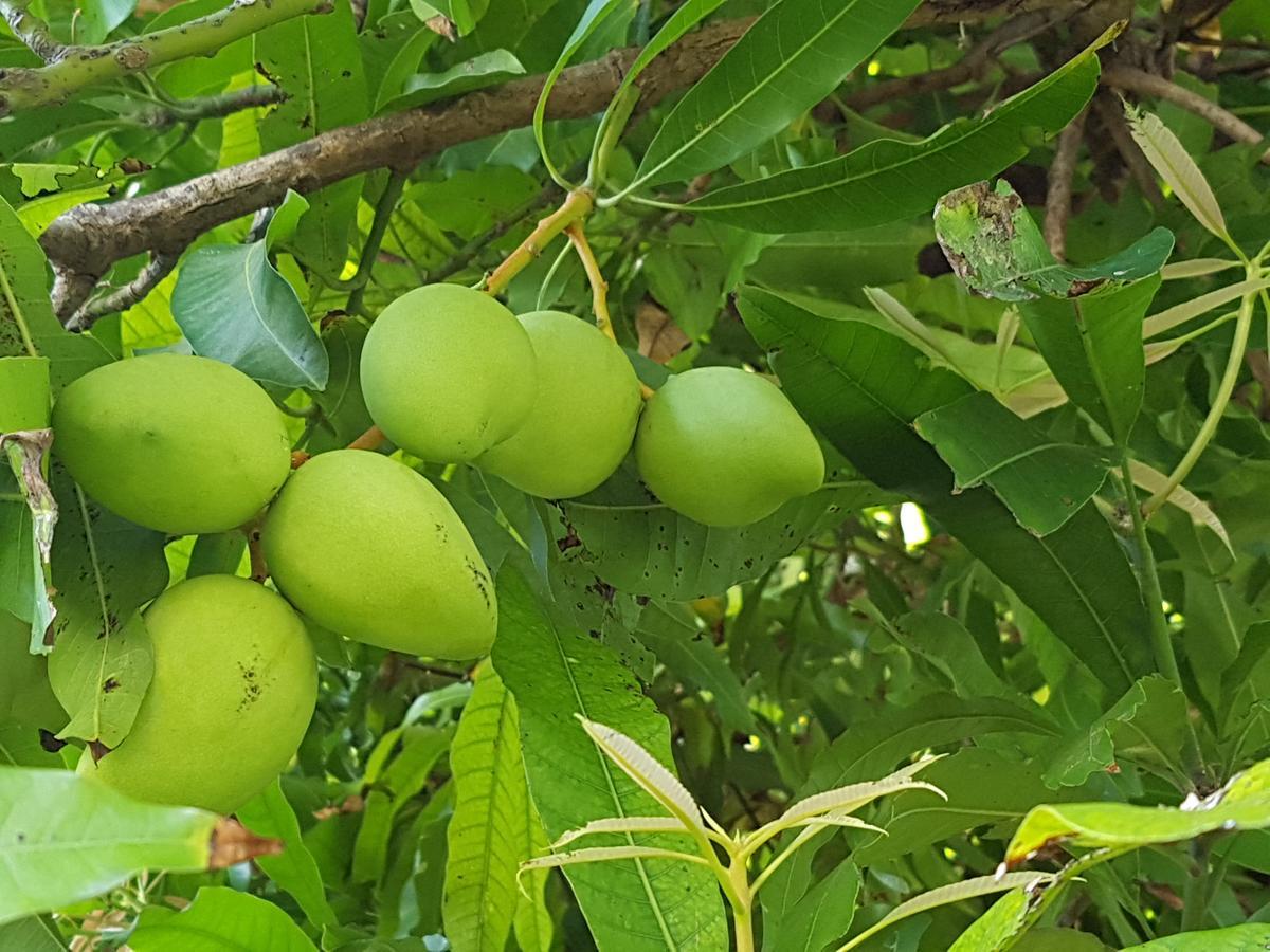 Saipan Family Residence Susupe Εξωτερικό φωτογραφία